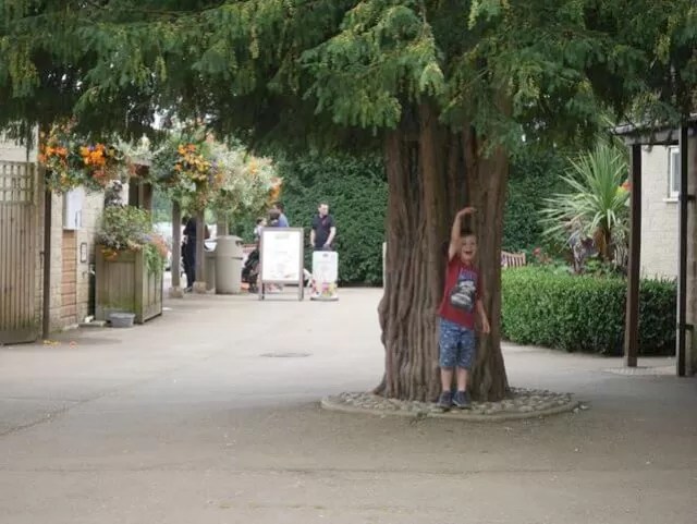 tree-sizing