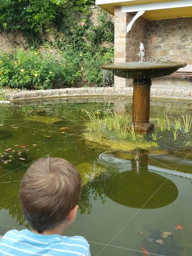 watching-goldfish-in-the-pond