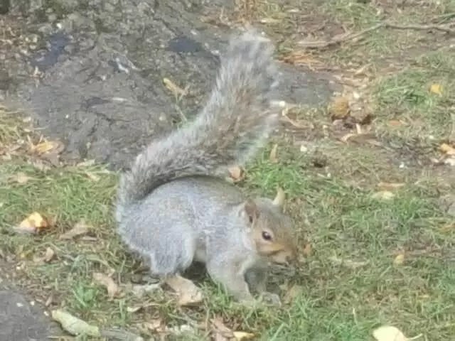 grey-squirrel-at-the-park