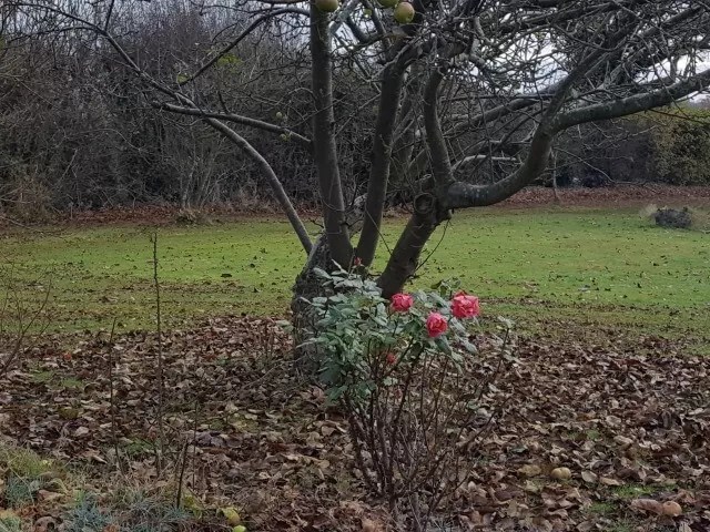 lone rose bush