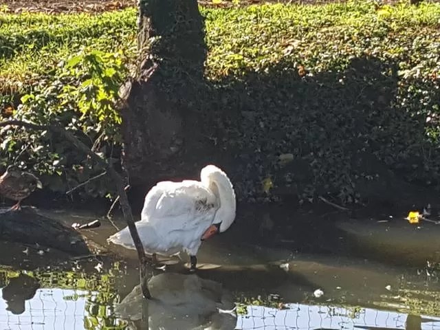 preening swan