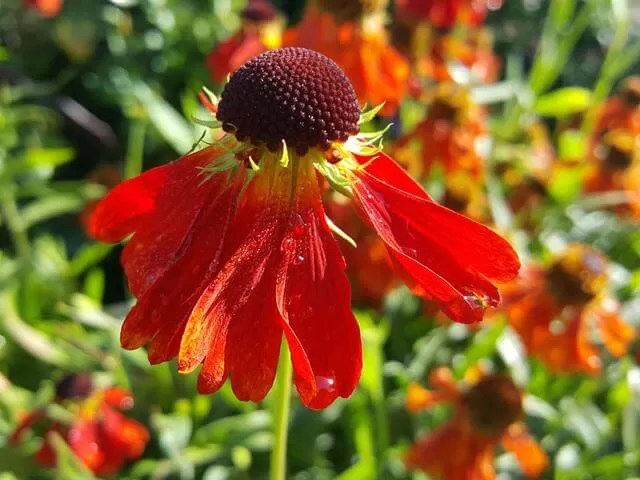 red flower in botanic gardns