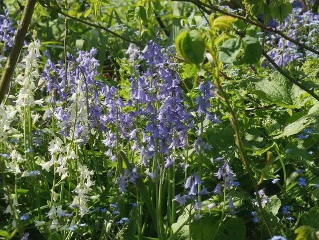 bluebells at rousham