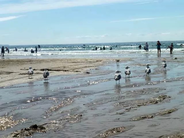 seagulls in the stream at woolacombe