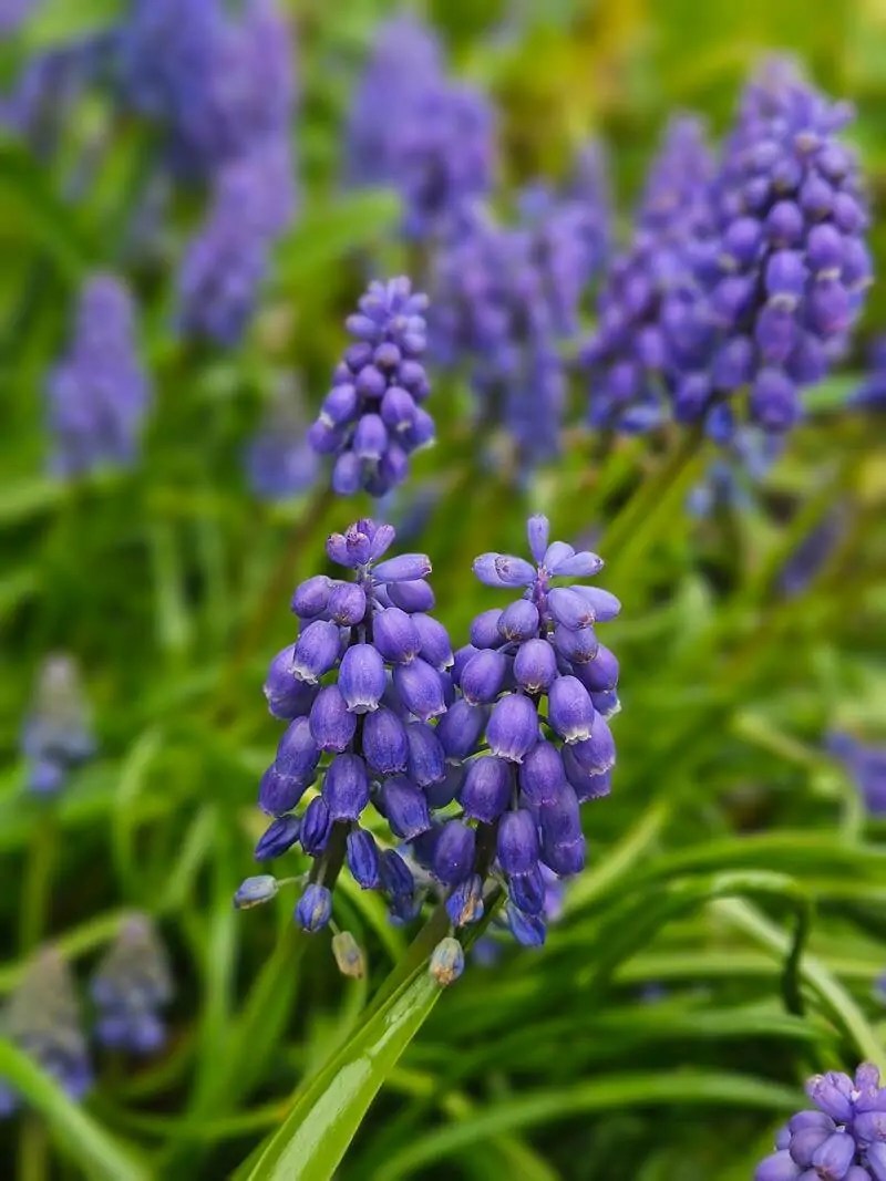grape hyacinth