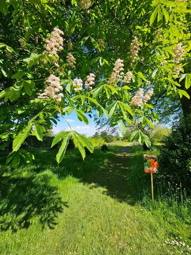 exit walk out under blossom
