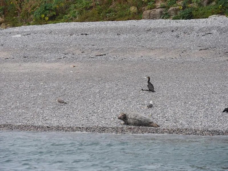 common seal basking on the shore