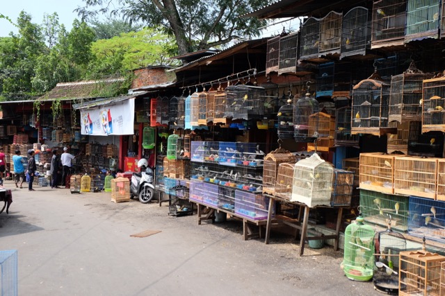 Birdmarket Malang