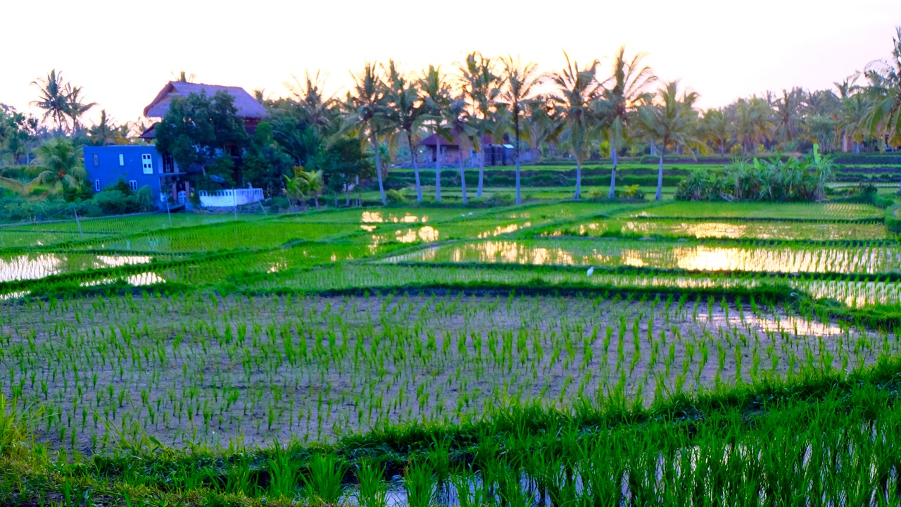 Ubud's rice paddies