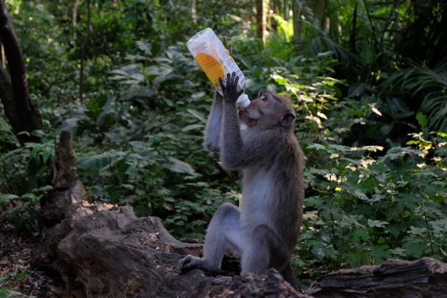 Sacred Monkey Forest