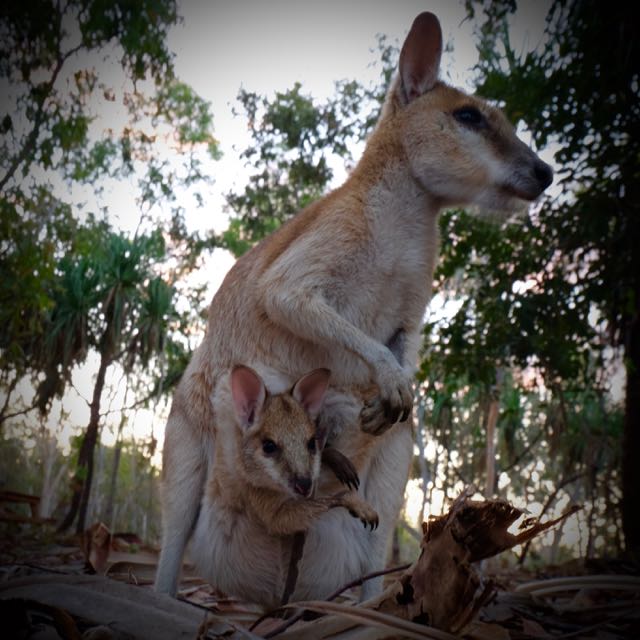Skippy & Joey | Mount Elizabeth Station
