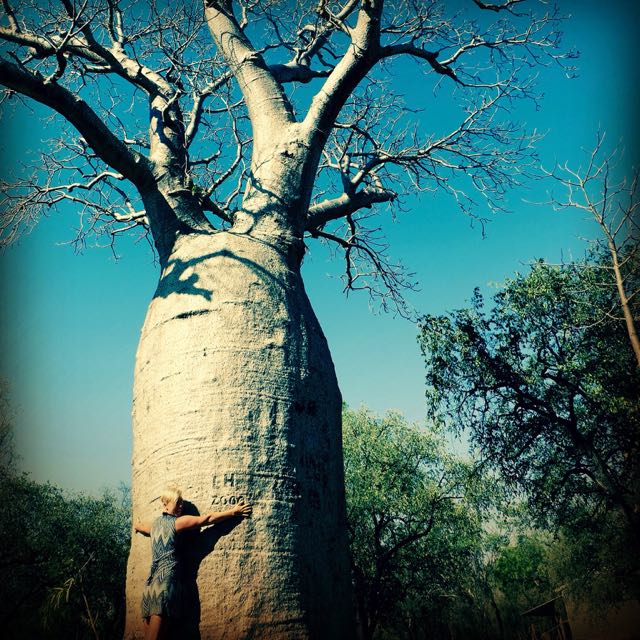 Boab-Tree-Huggin-Hippie