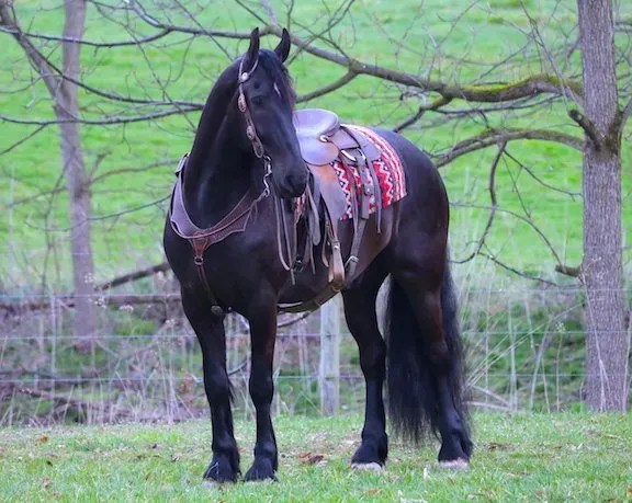 BUCKEYES REGAL