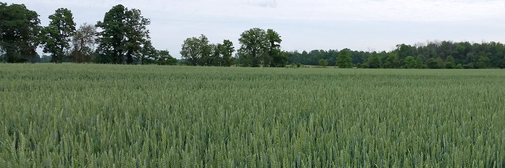 Wheat Field