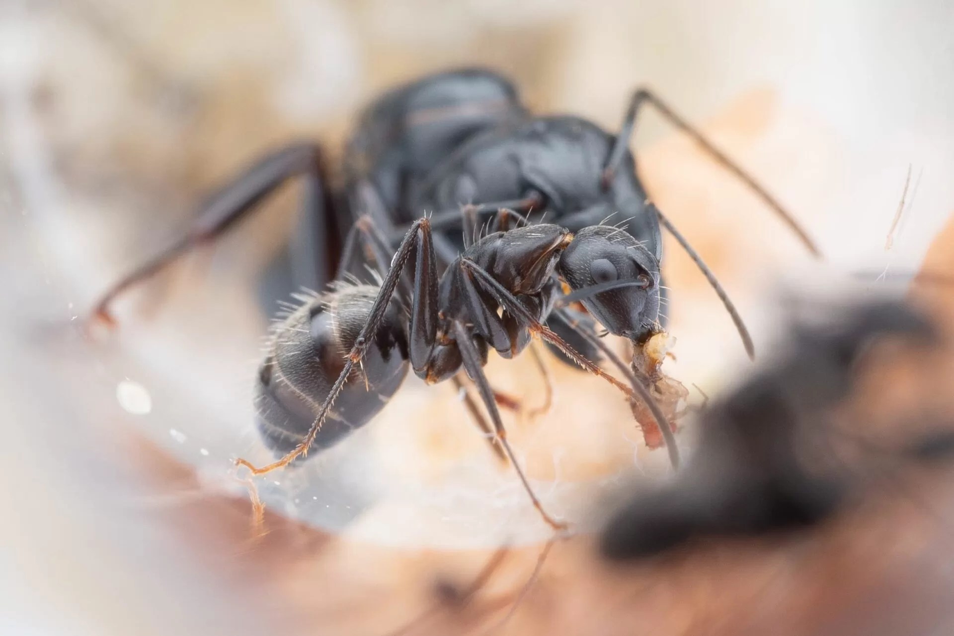 A Camponotus pennsylvanicus nanitic eats a fruit fly. Photo courtesy of Max Hike.