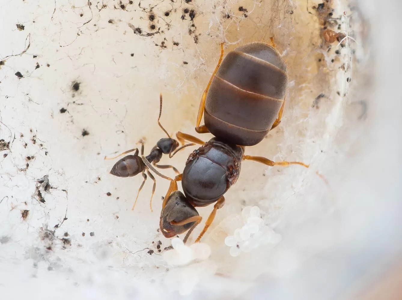 An incipient Lasius americanus colony.