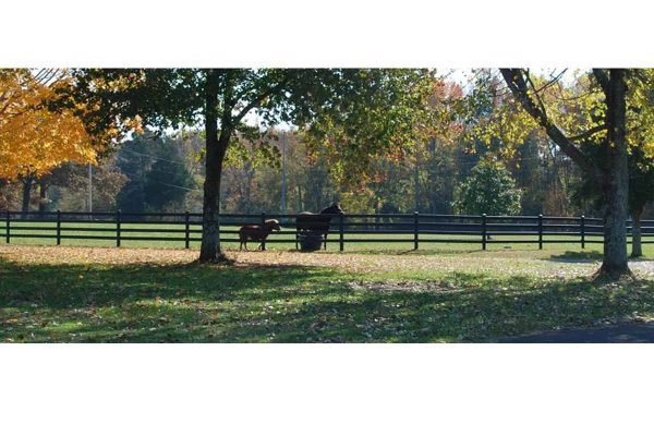 Black 4 Rail Fence