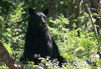 Game and Fish to offer large carnivore workshops next week Bears American black bear Buckrail - Jackson Hole, news