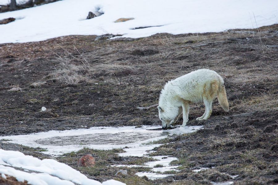 Yellowstone wants wolf killer, bounty now up to $25,000 Stock photography National park Buckrail - Jackson Hole, news