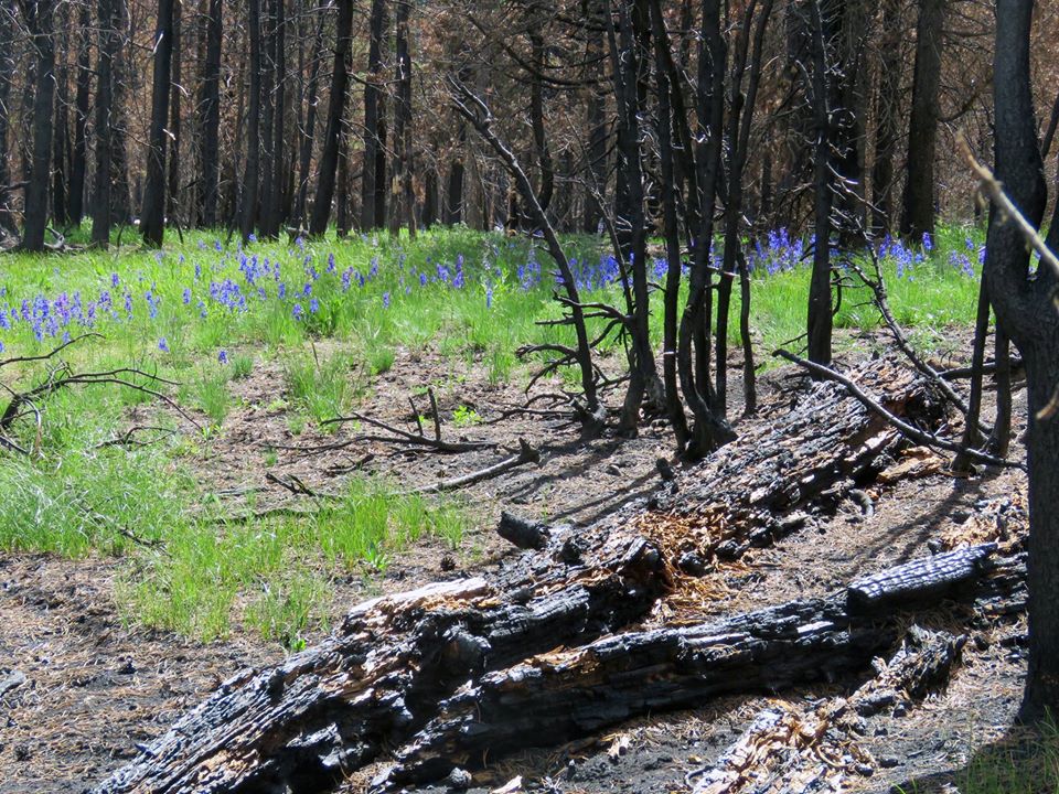 Biggest wildfire in park history may have left ancient treasures Forest Woodland Buckrail - Jackson Hole, news