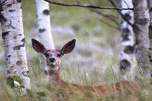 Policy change: Game & Fish will lottery leftover hunting licenses Wildlife Elk Buckrail - Jackson Hole, news