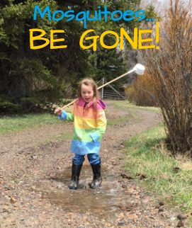 Epic mosquito season underway Mosquito Buckrail Buckrail - Jackson Hole, news