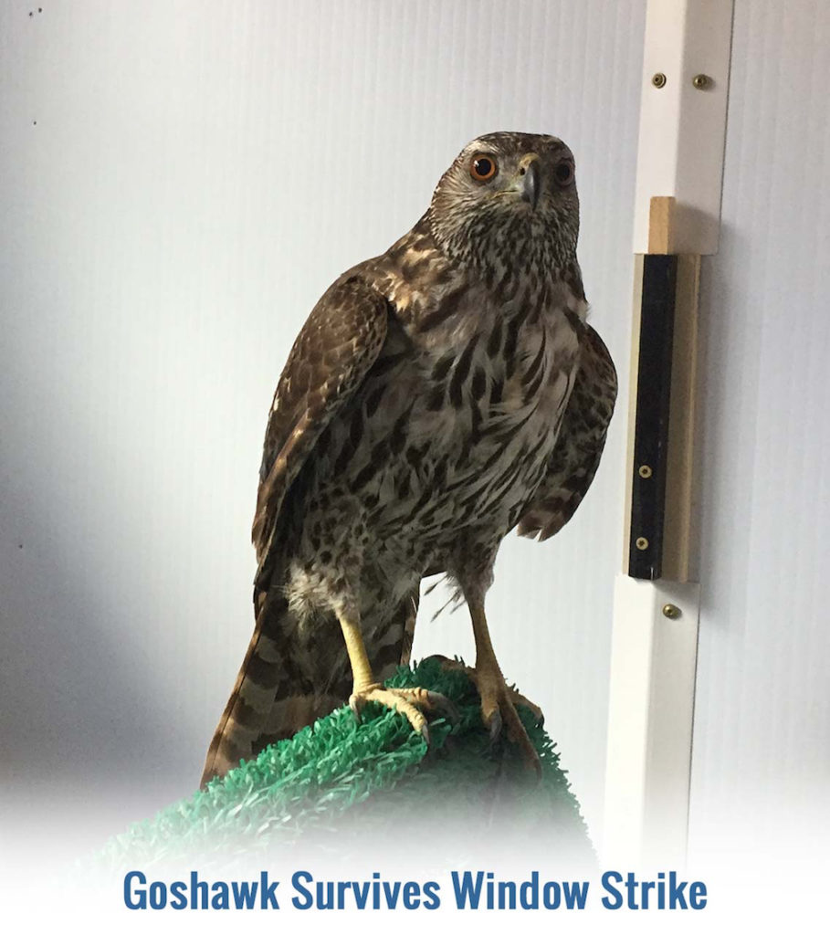 Injured Goshawk nursed back to health and released Accipitriformes Great grey owl Buckrail - Jackson Hole, news