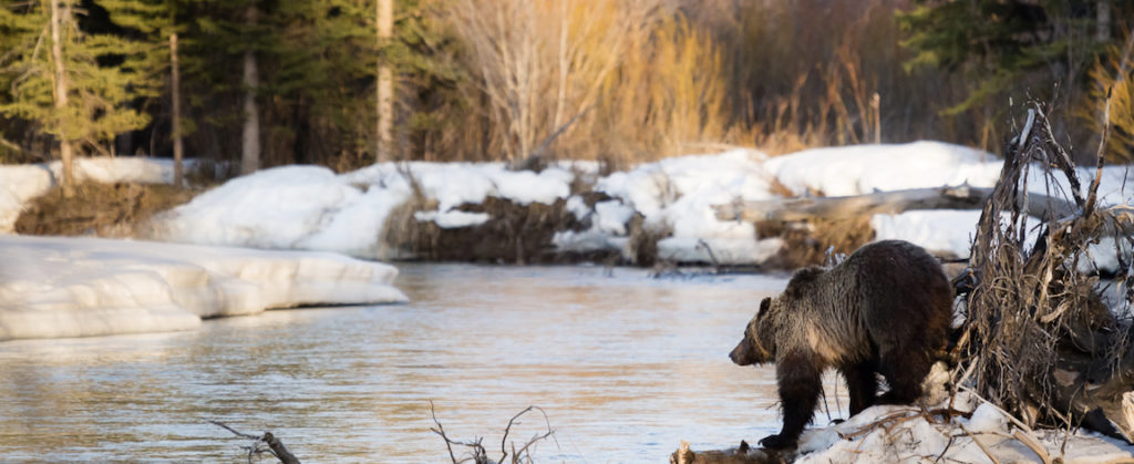 Alliance launches bear study Grizzly bear Bears Buckrail - Jackson Hole, news