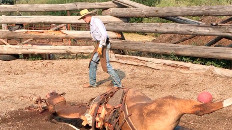 Online petition calls for action against outfitter Horse Cruelty to animals Buckrail - Jackson Hole, news