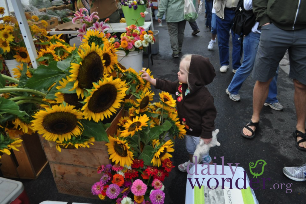 Five, Fabulous and Free Events for the Artist in You Floral design Flowering plant Buckrail - Jackson Hole, news