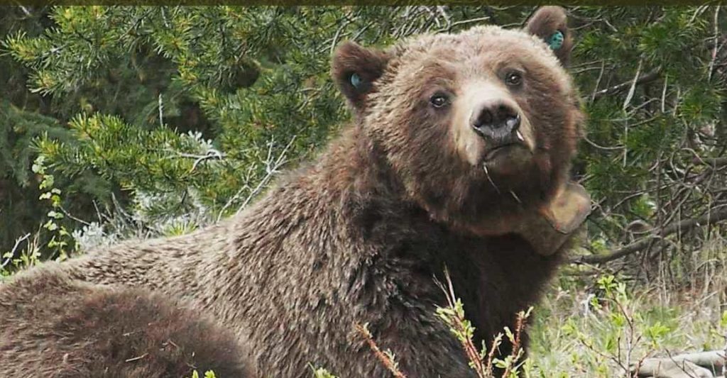 Grizzlies near Cody: one relocated, one still around Grizzly bear Bears Buckrail - Jackson Hole, news