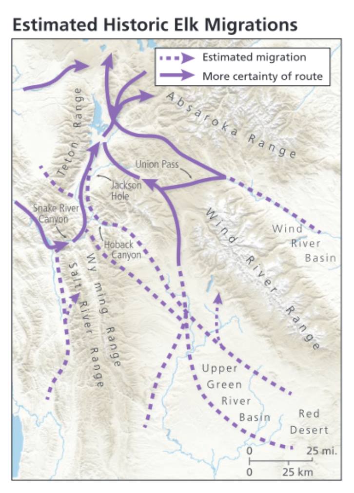 Animal migration Elk Buckrail - Jackson Hole, news