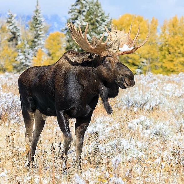 Winter wildlife viewing is better than you think Yellowstone National Park Greater Yellowstone Ecosystem Buckrail - Jackson Hole, news