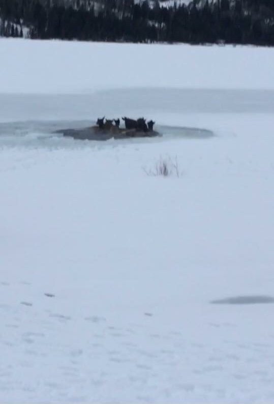 09738 Buckrail Buckrail - Jackson Hole, news