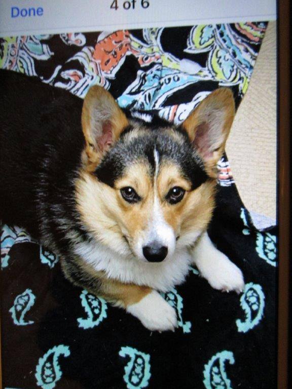 Corgi snatched from home, police need your help Pembroke Welsh Corgi Cardigan Welsh Corgi Buckrail - Jackson Hole, news