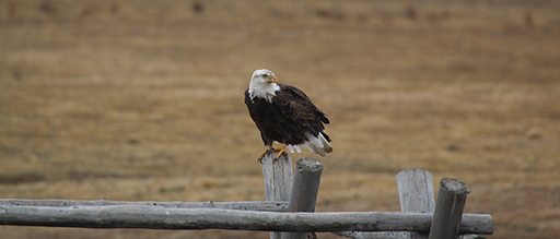 Look up! It's National Bird Day National Elk Refuge Bald eagle Buckrail - Jackson Hole, news