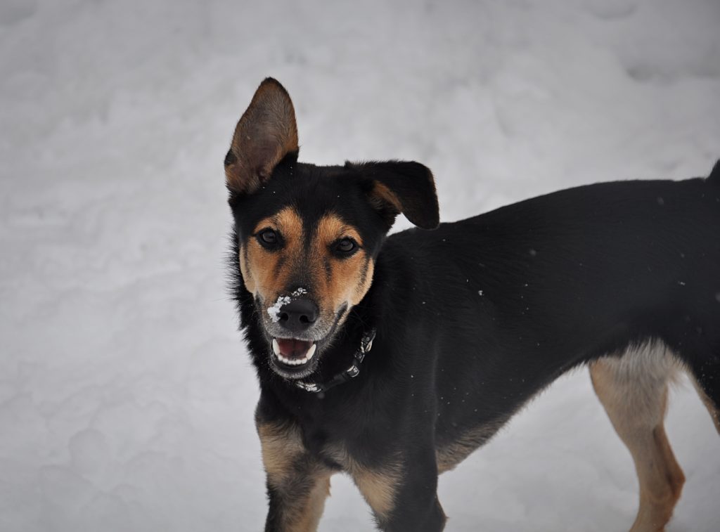 Pet of the Week: Meet Archie Lancashire Heeler Huntaway Buckrail - Jackson Hole, news