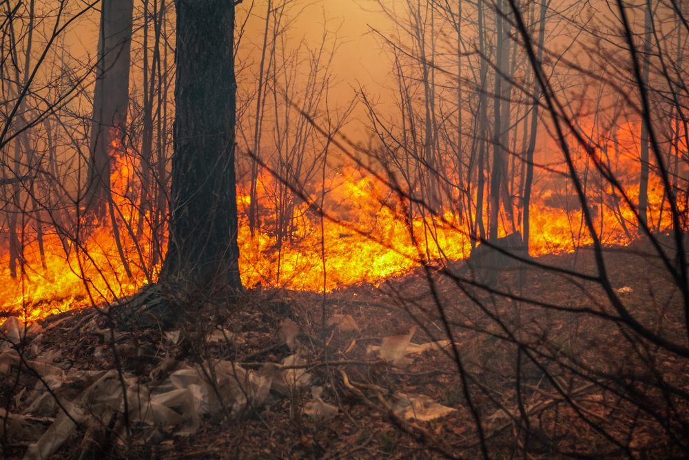 Forests benefit from continued USDA support of Joint Chiefs’ Partnership Wildfire Fire Buckrail - Jackson Hole, news