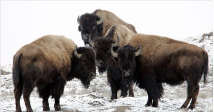 52 bison have gone missing and Yellowstone wants to know where they are Bison Yellowstone National Park Buckrail - Jackson Hole, news