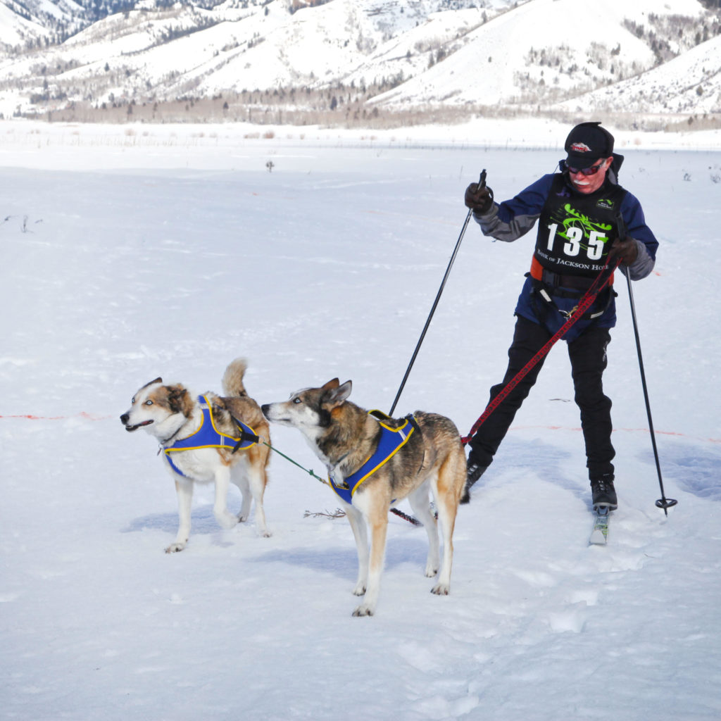 Skijoring Siberian Husky Buckrail - Jackson Hole, news