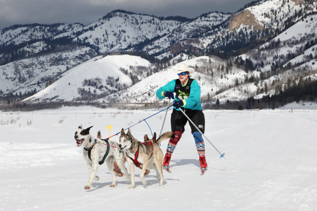 Dog Sled dog Buckrail - Jackson Hole, news