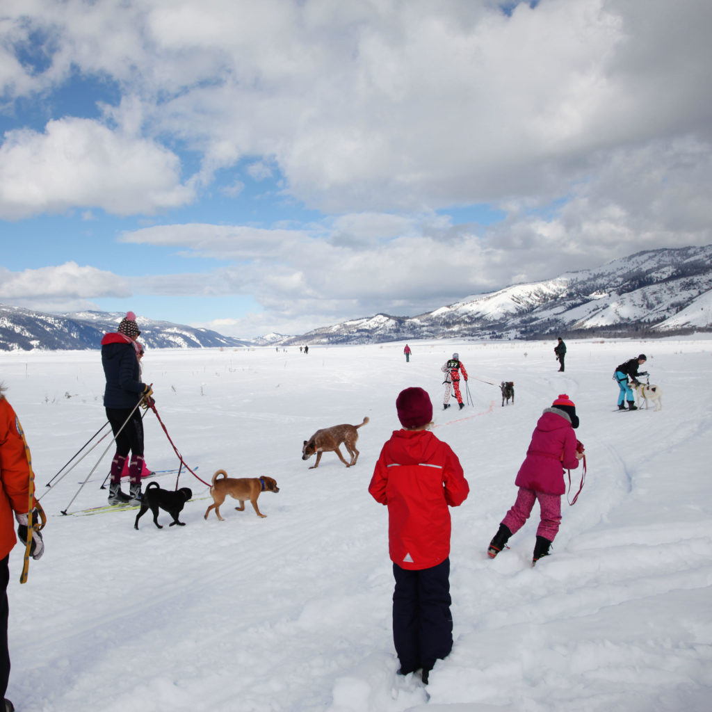 Skijoring Skiing Buckrail - Jackson Hole, news