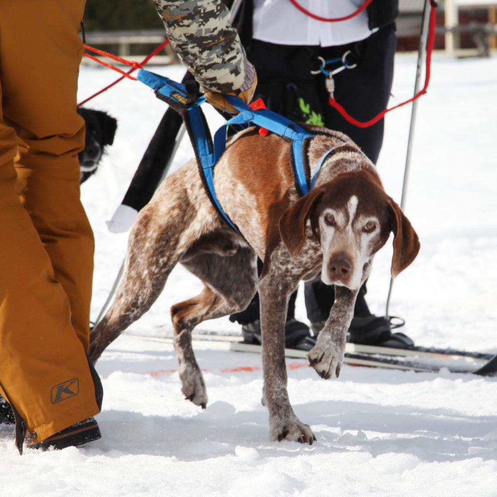 Skijoring Plott Hound Buckrail - Jackson Hole, news