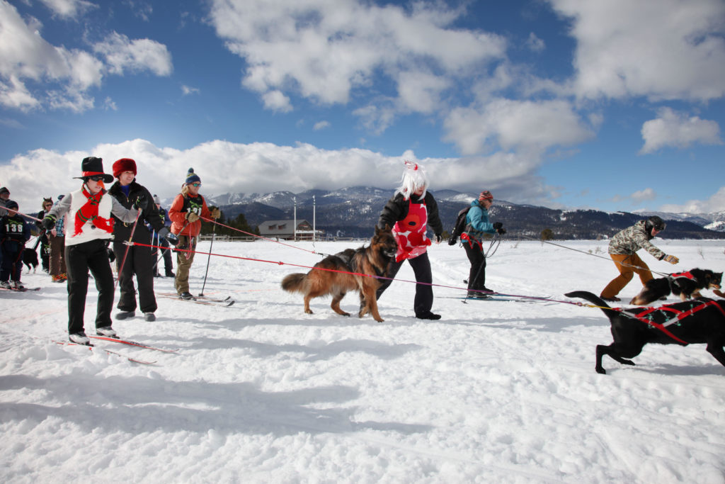 Dog Skijoring Buckrail - Jackson Hole, news