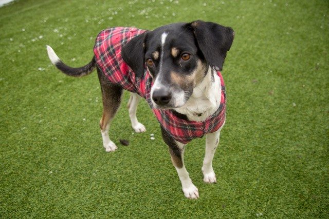 Pet of the week: Meet Ella Danish–Swedish Farmdog Dog breed Buckrail - Jackson Hole, news