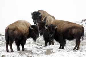 Bison quarantine in Yellowstone approved National Park Service Storm Point Trail Buckrail - Jackson Hole, news