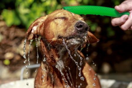 Does your pup need a bath? Dog wash fundraiser this Saturday Cat Dog grooming Buckrail - Jackson Hole, news