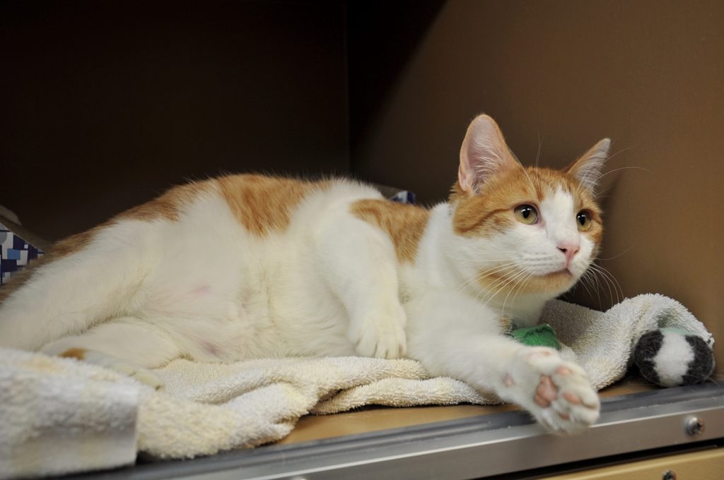 Met of the Week: Meet Cheeto European shorthair Aegean cat Buckrail - Jackson Hole, news