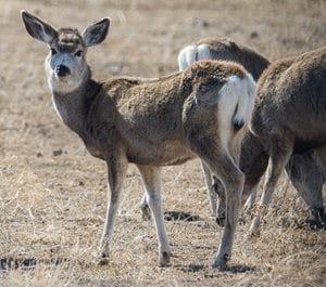 Game and Fish could mandate field testing for CWD White-tailed deer Wildlife Buckrail - Jackson Hole, news