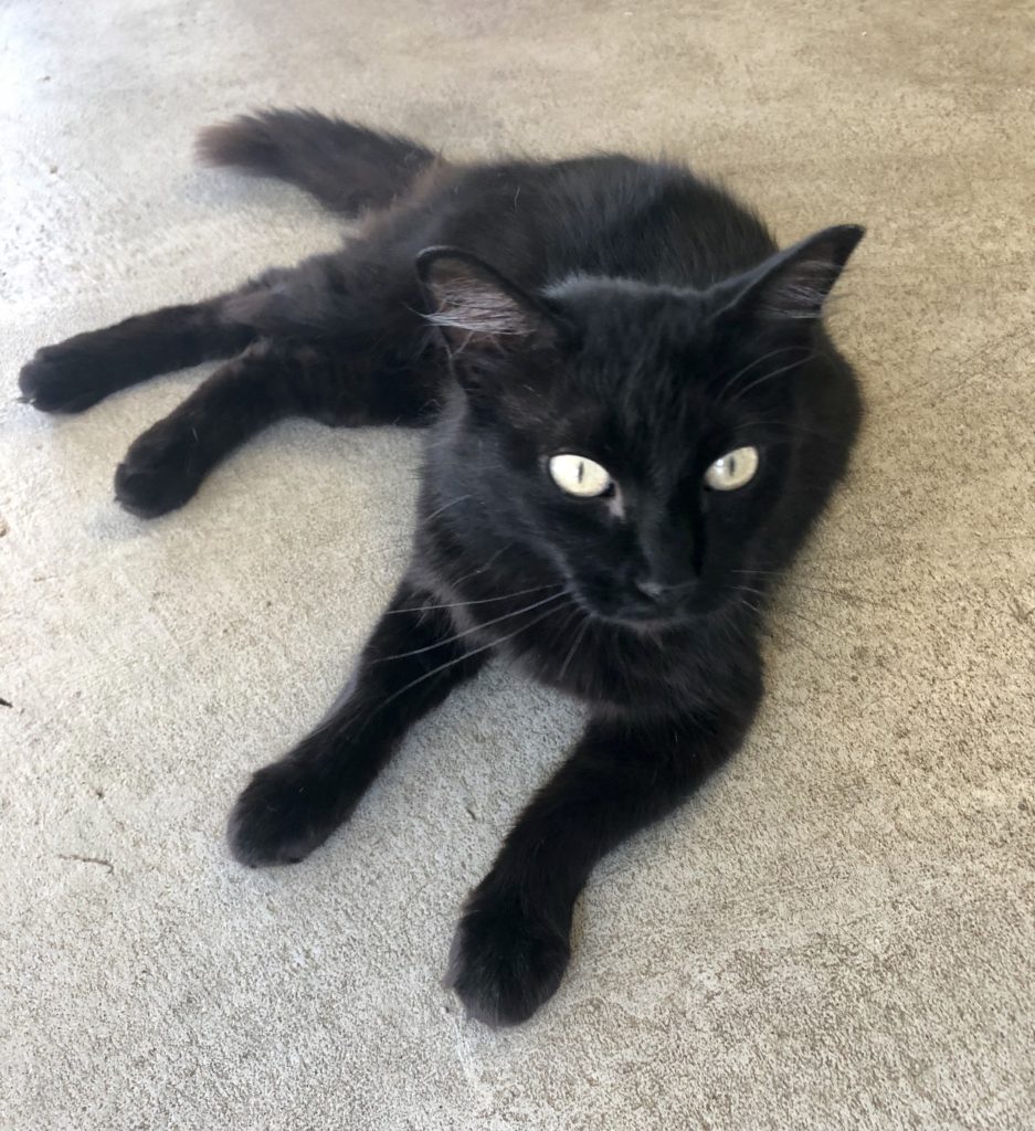 Pet of the Week: Meet Calamity Jane Kitten Black cat Buckrail - Jackson Hole, news